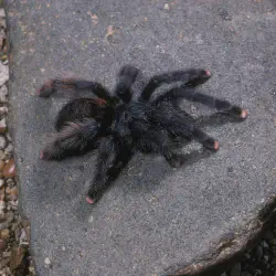/img/16692-pink-toe-tarantula-species.webp