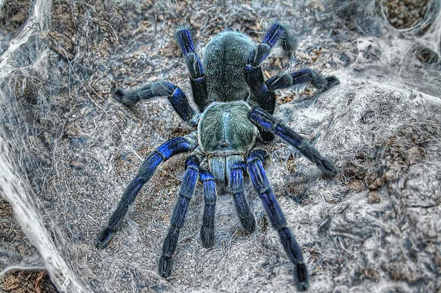 16693 cobalt blue tarantula close up