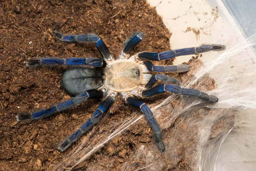16693 cobalt blue tarantula feeding
