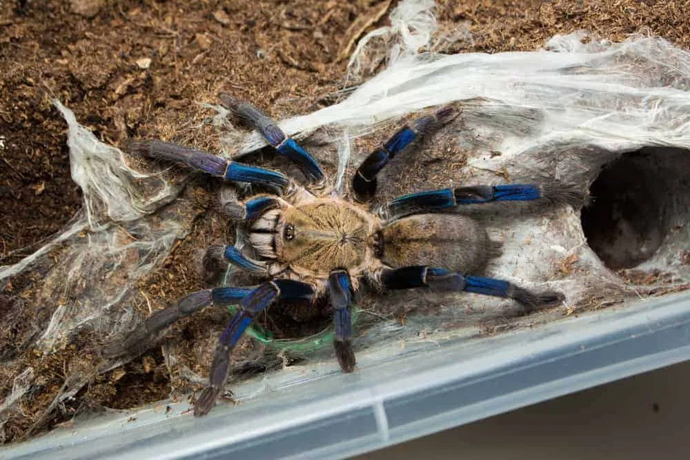 16693 cobalt blue tarantula in enclosure