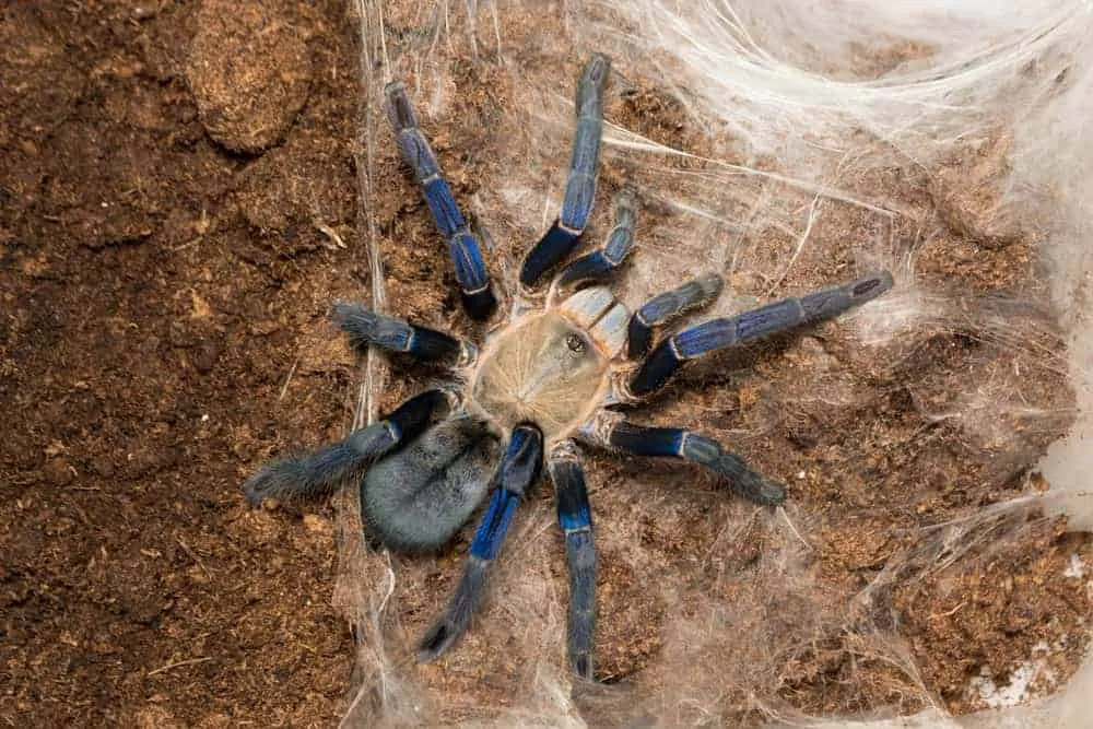 16693 cobalt blue tarantula molting