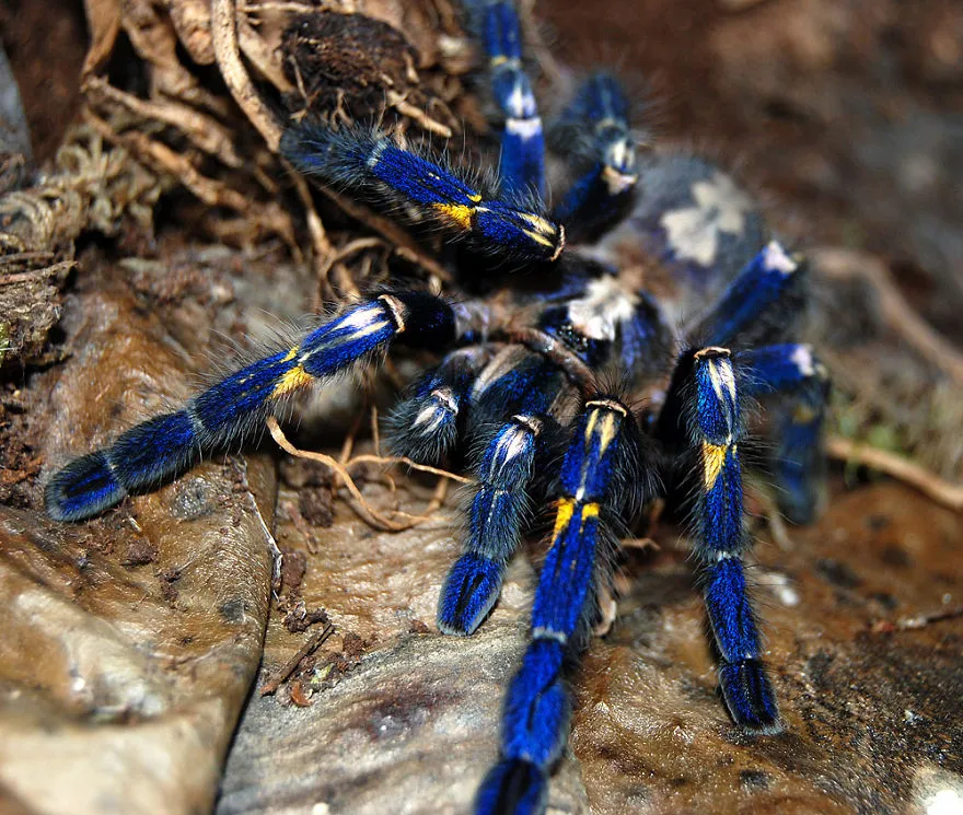 /img/16693-cobalt-blue-tarantula-size-comparison.webp