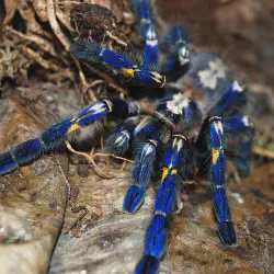 /img/16693-cobalt-blue-tarantula-size-comparison.webp