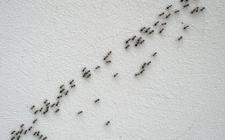 16697 ant colony attacking tarantula