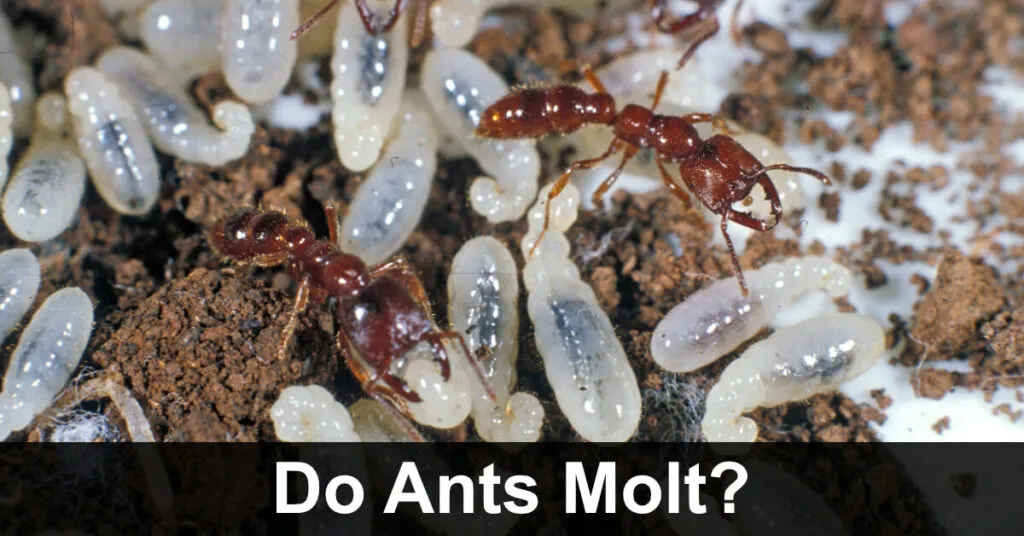 16697 disease transmission ants