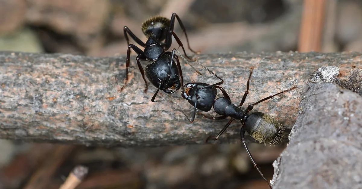 /img/16697-tarantula-vs-ants-survival.webp