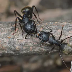 /img/16697-tarantula-vs-ants-survival.webp