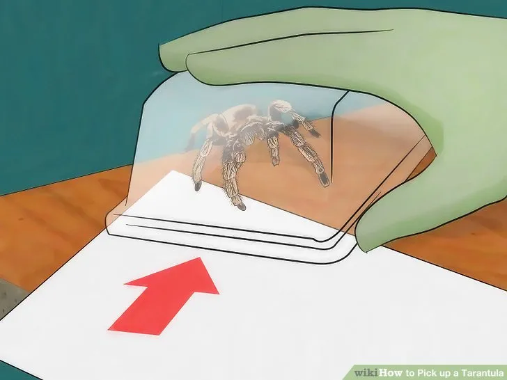 16698 approaching tarantula
