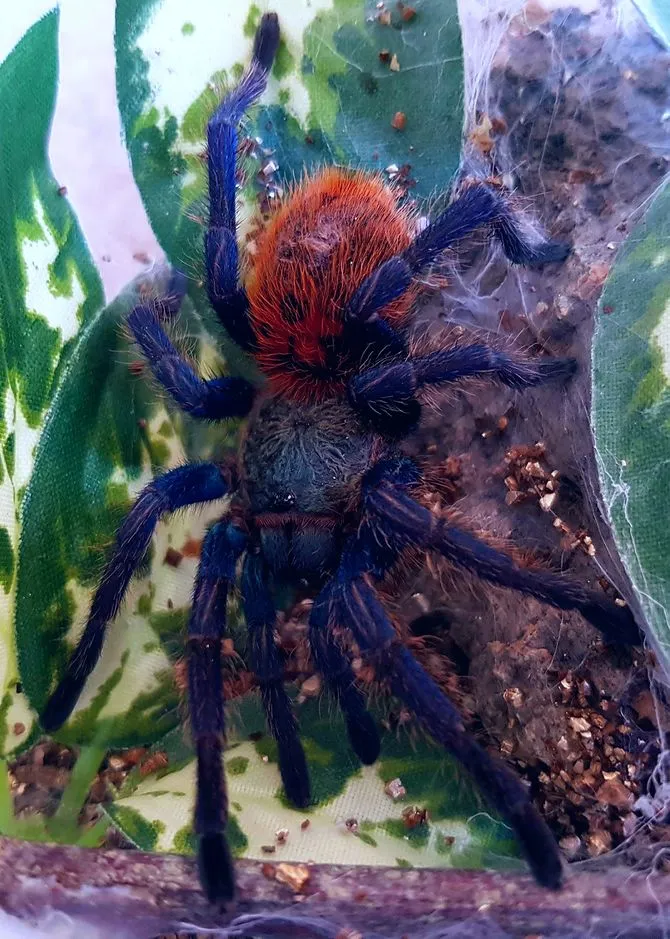16698 calm tarantula