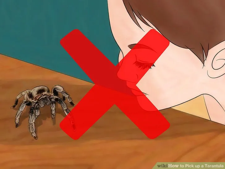 16698 tarantula handling environment