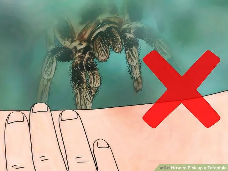 16698 tarantula lift hold