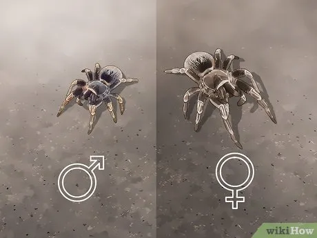 /img/16698-tarantula-rehousing.webp
