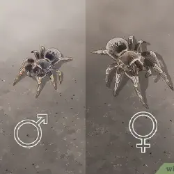 /img/16698-tarantula-rehousing.webp