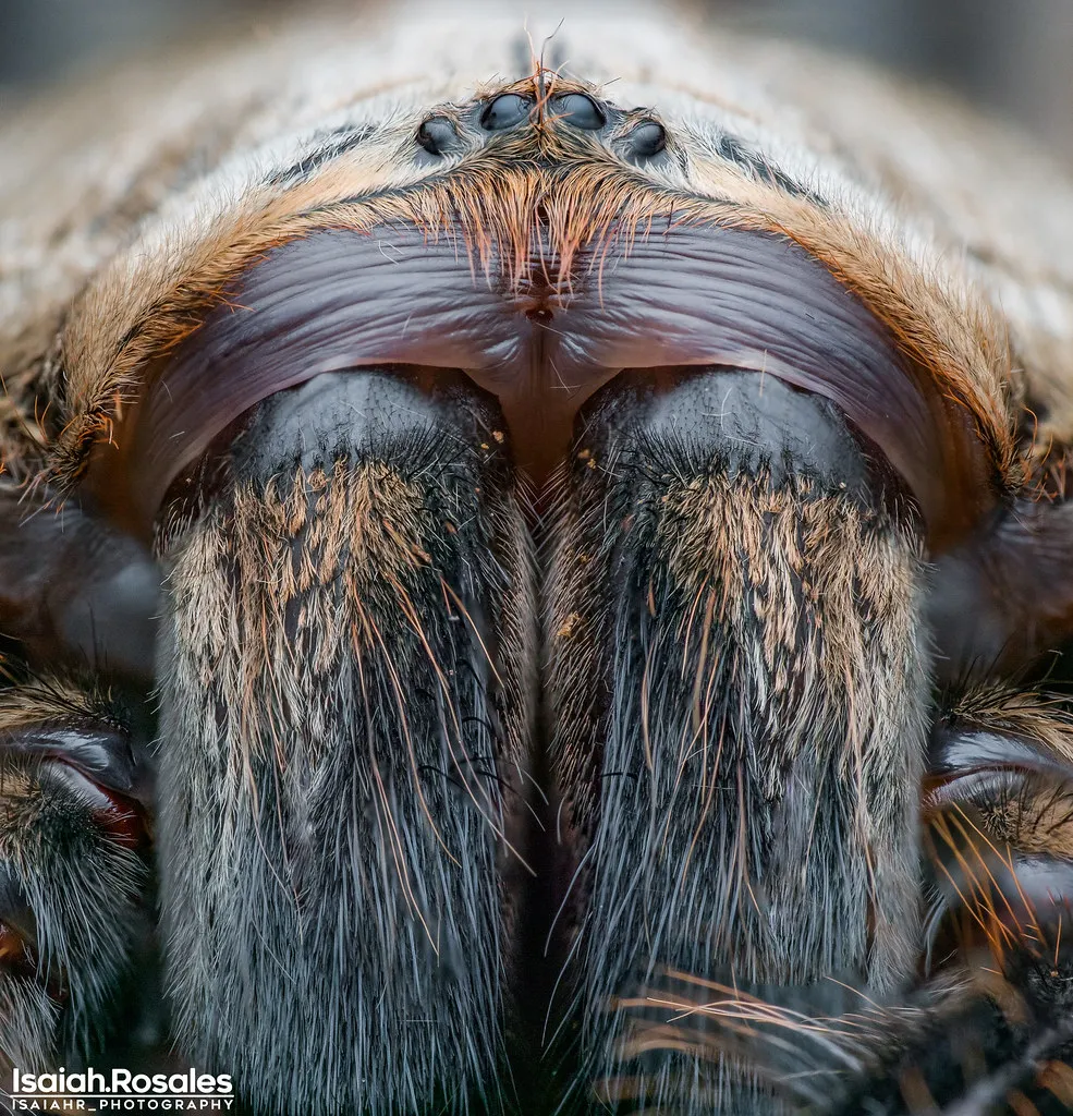 /img/16700-aquatic-tarantula.webp