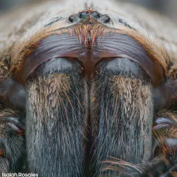 /img/16700-aquatic-tarantula.webp