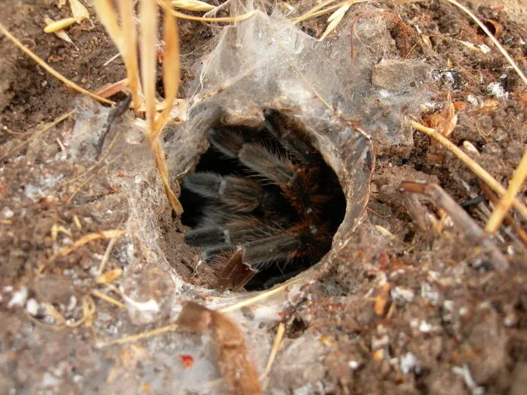 16700 tarantula hunting