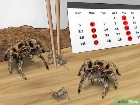 16701 crickets food