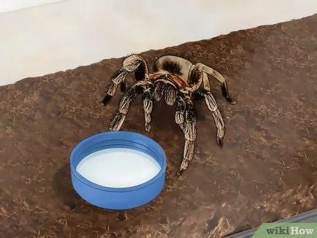 16701 roaches food