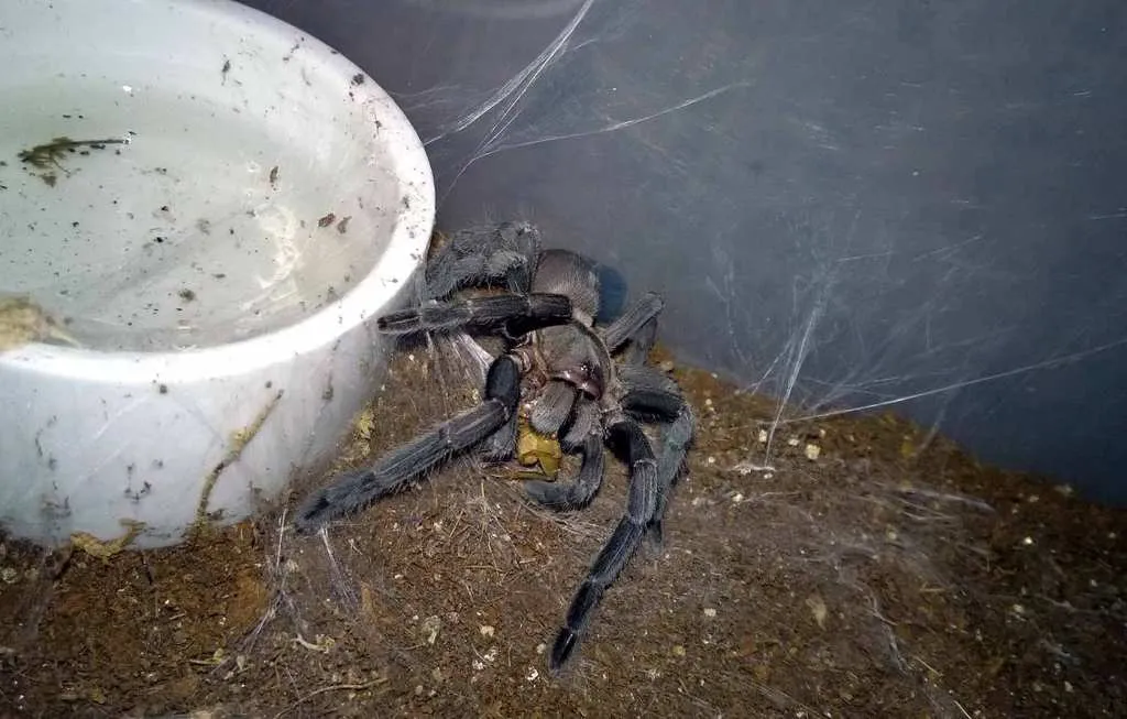 16701 tarantula molting
