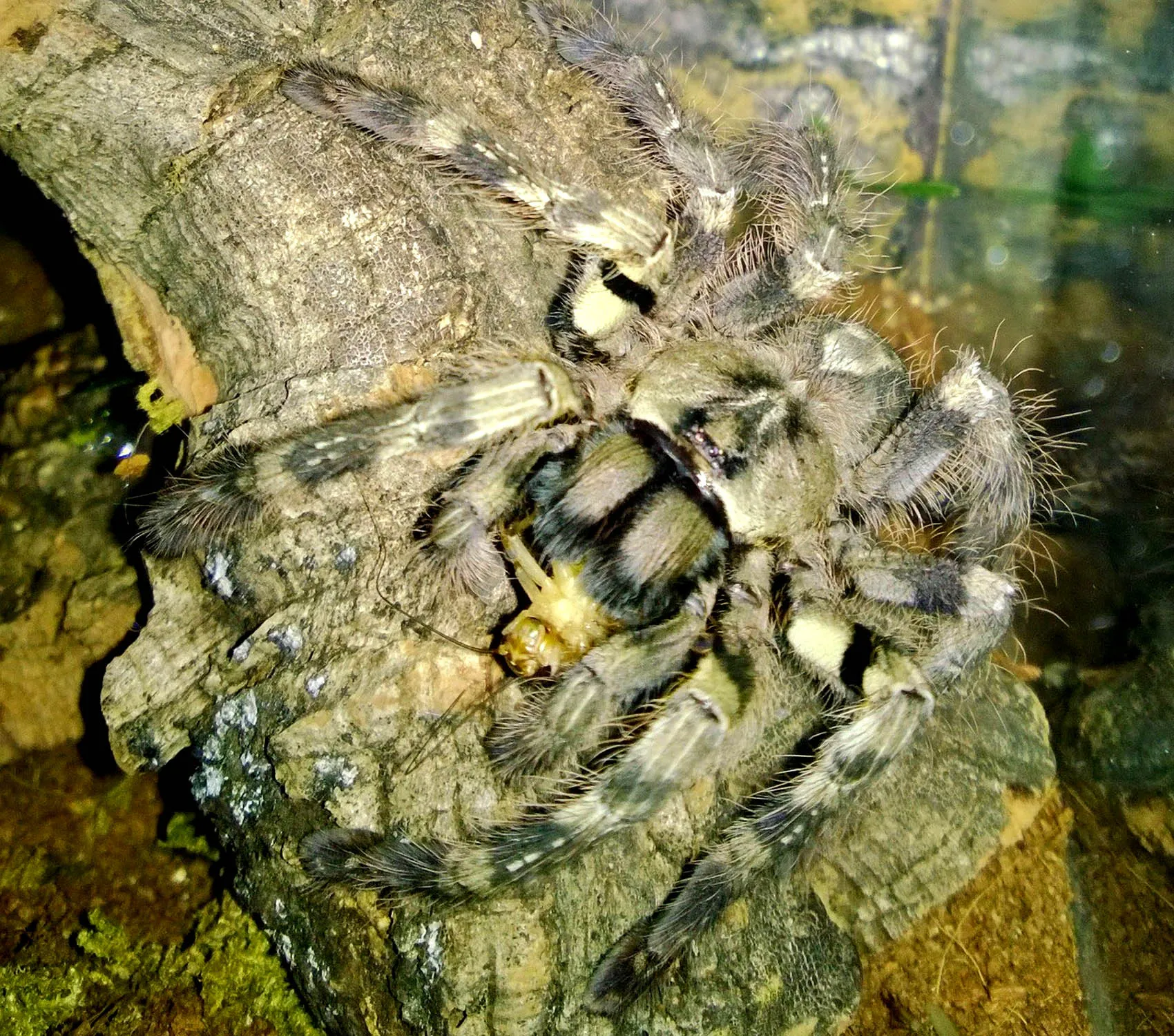 /img/16701-tarantula-overfeeding.webp