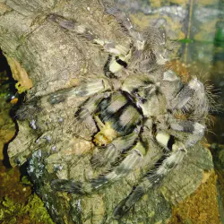 /img/16701-tarantula-overfeeding.webp