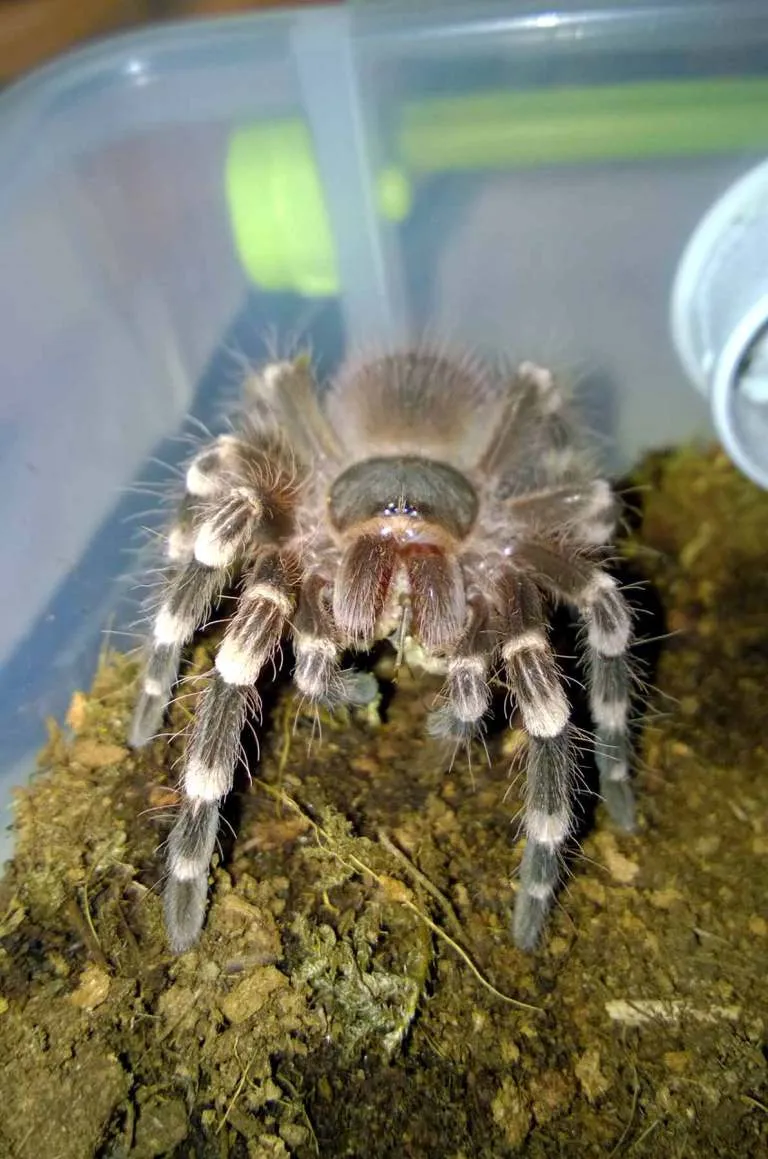 16701 tarantula water