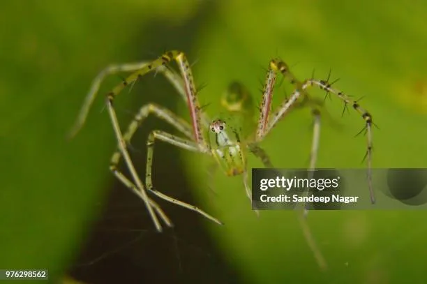 16702 dancing tarantula spider types