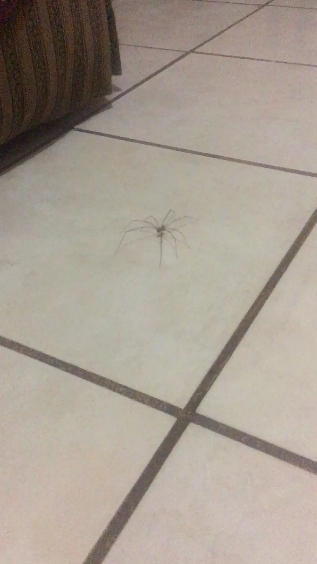 /img/16702-dancing-tarantula-where-to-see.webp