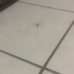 /img/16702-dancing-tarantula-where-to-see.webp