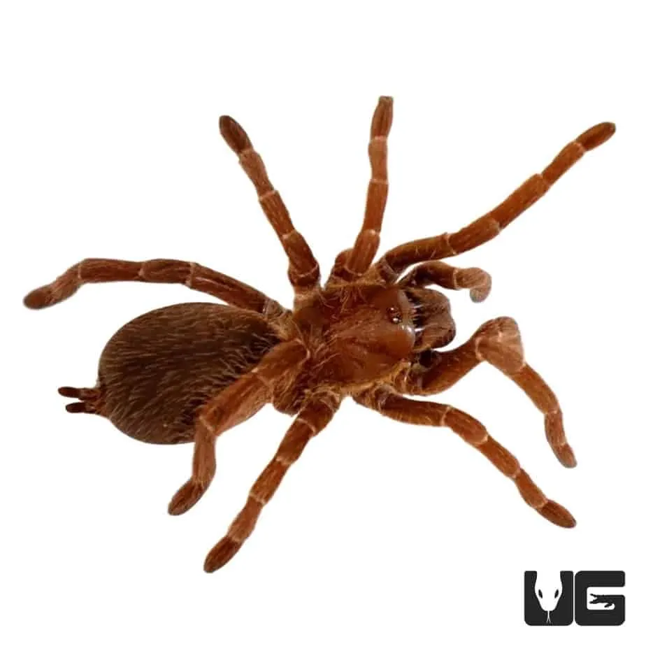 16703 king baboon tarantula size
