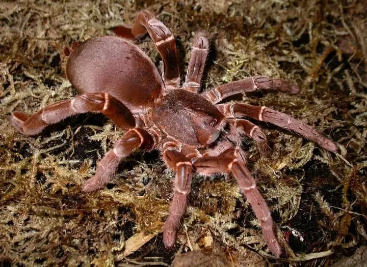 16703 king baboon tarantula venom