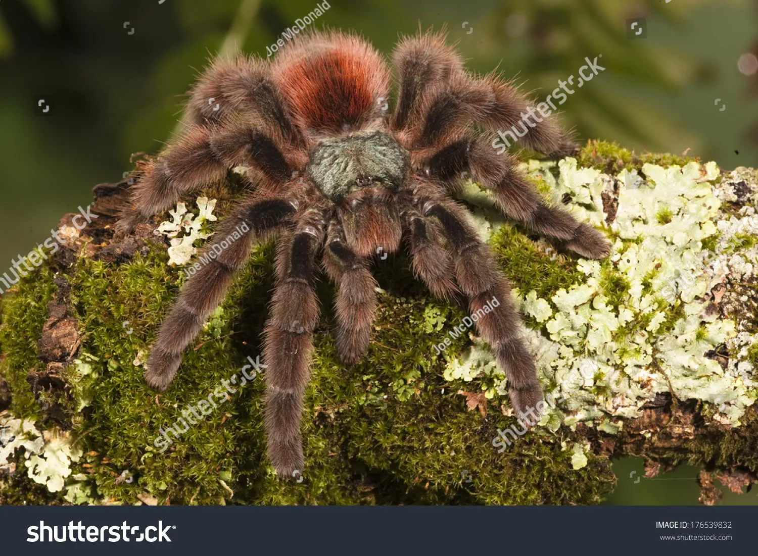 16704 pink toe tarantula colors