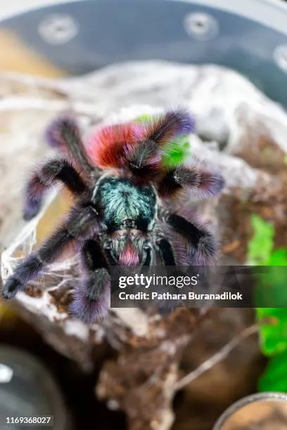 16704 pink toe tarantula enclosure
