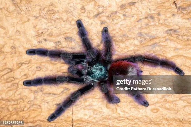 16704 pink toe tarantula feeding