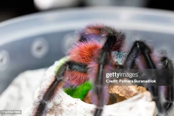 16704 pink toe tarantula handling