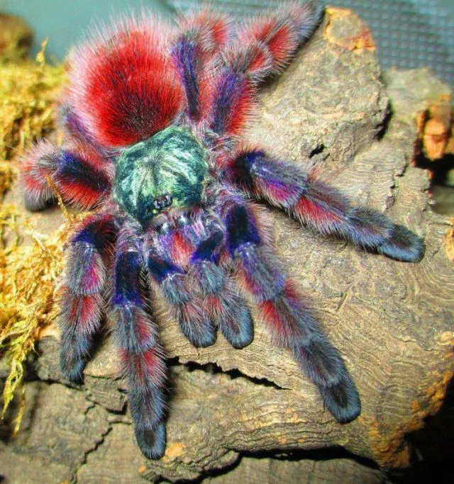 /img/16704-pink-toe-tarantula-molting.webp