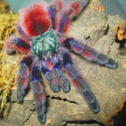 /img/16704-pink-toe-tarantula-molting.webp