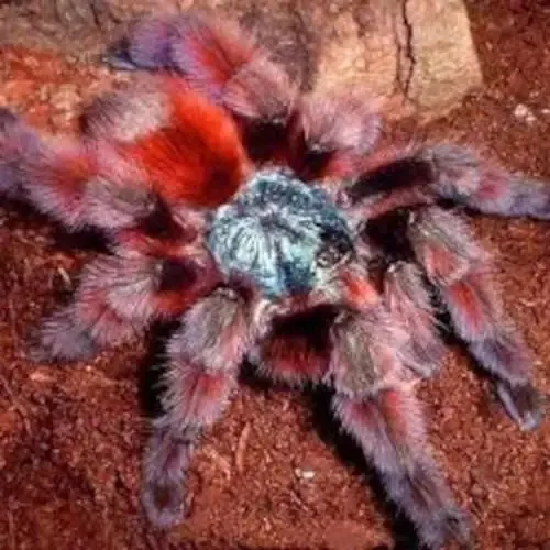16704 pink toe tarantula overview