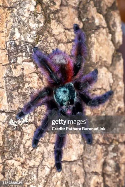 16704 pink toe tarantula substrate