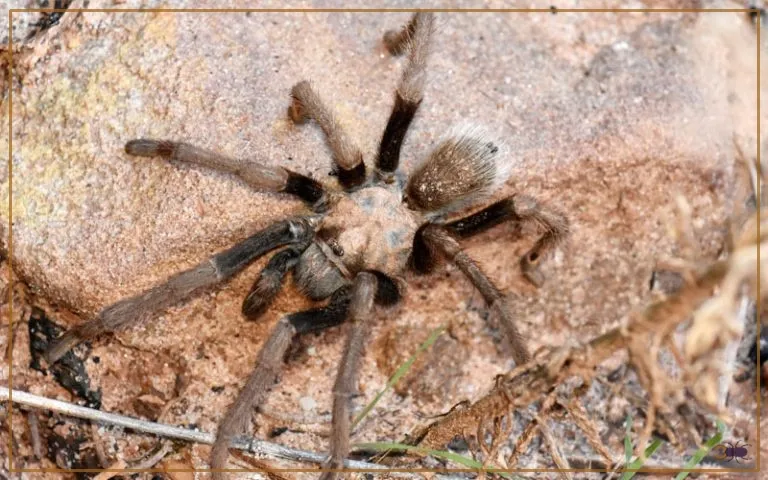 16707 tarantula behavior