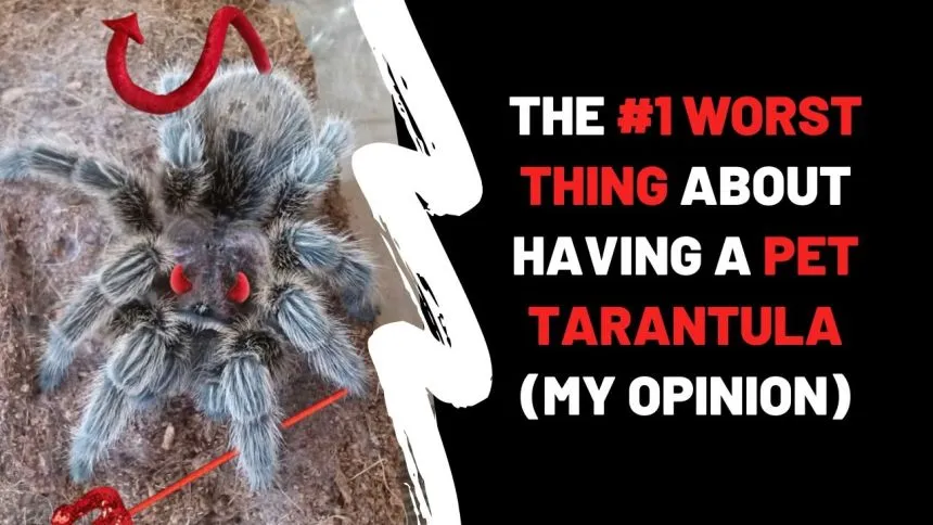 16707 tarantula bite