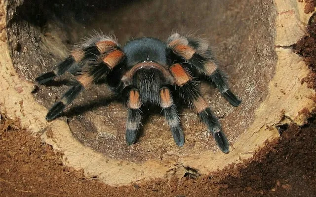 16707 tarantula habitat