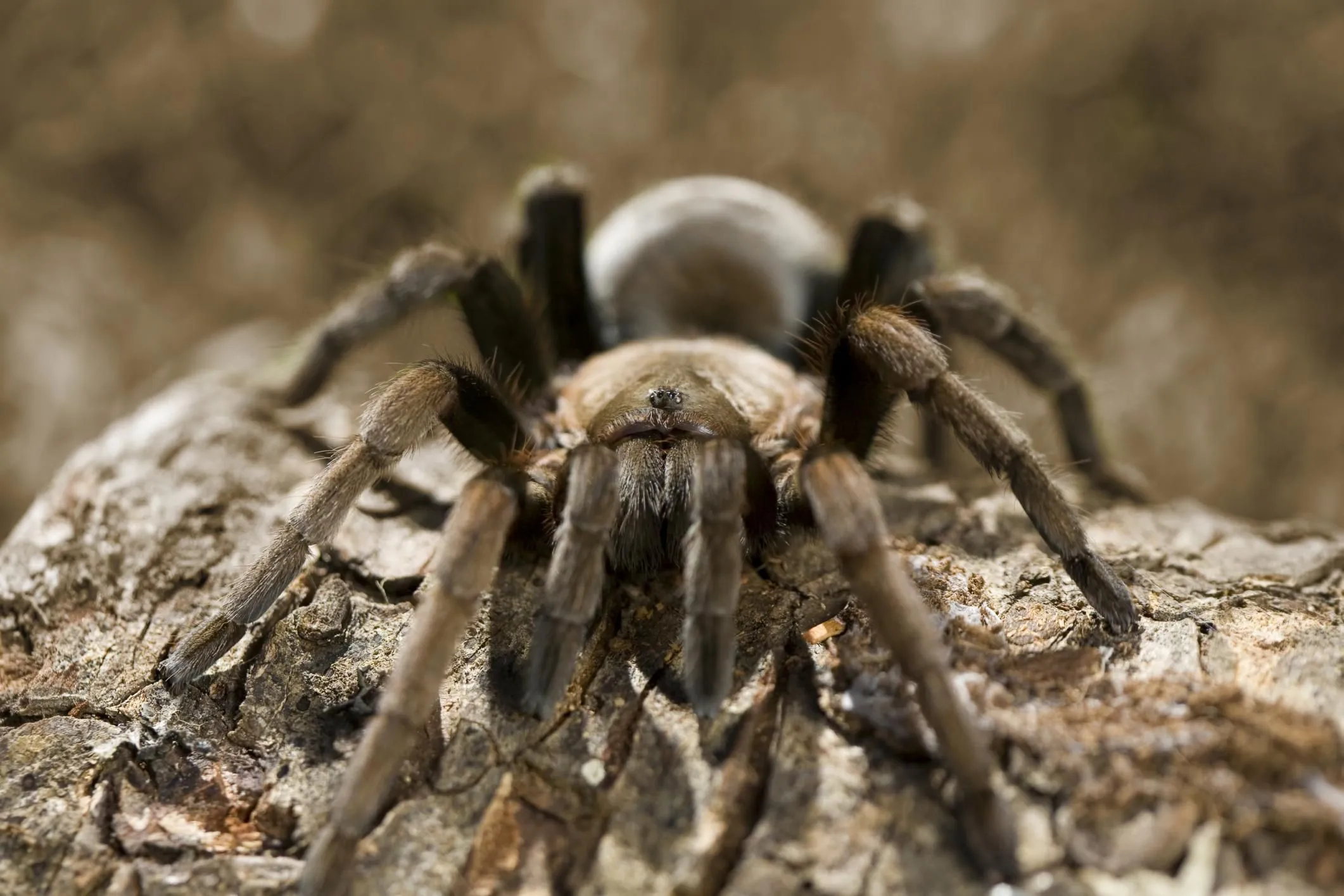 16707 tarantula handling