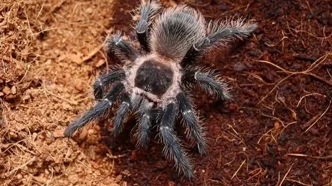 16707 tarantula myths