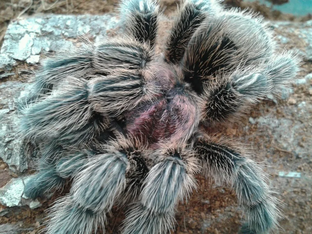 /img/16707-tarantula-safe-care.webp