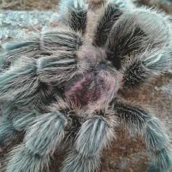 /img/16707-tarantula-safe-care.webp