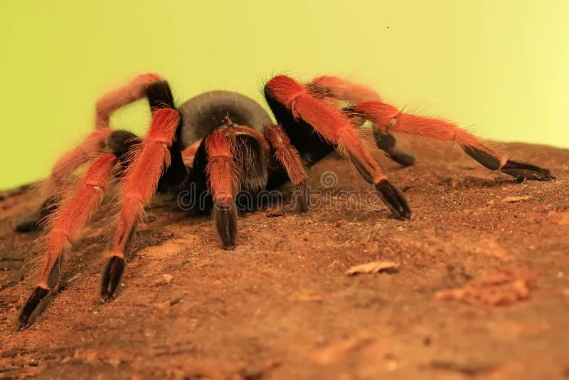 16707 tarantula venom