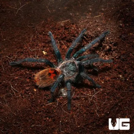 16710 gbb tarantula enclosure