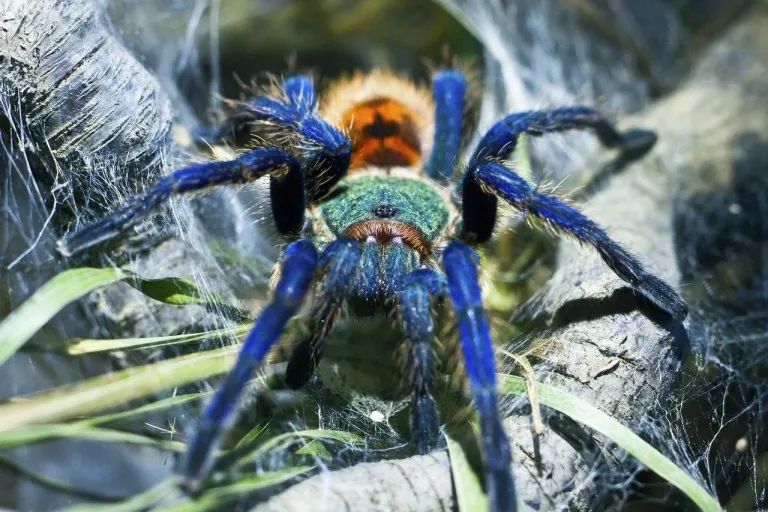 16710 gbb tarantula feeding
