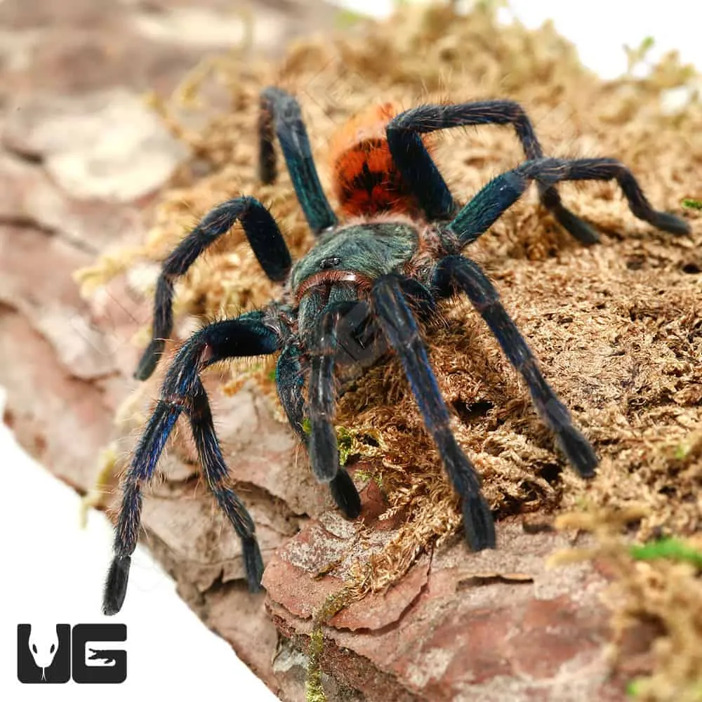 16710 gbb tarantula handling